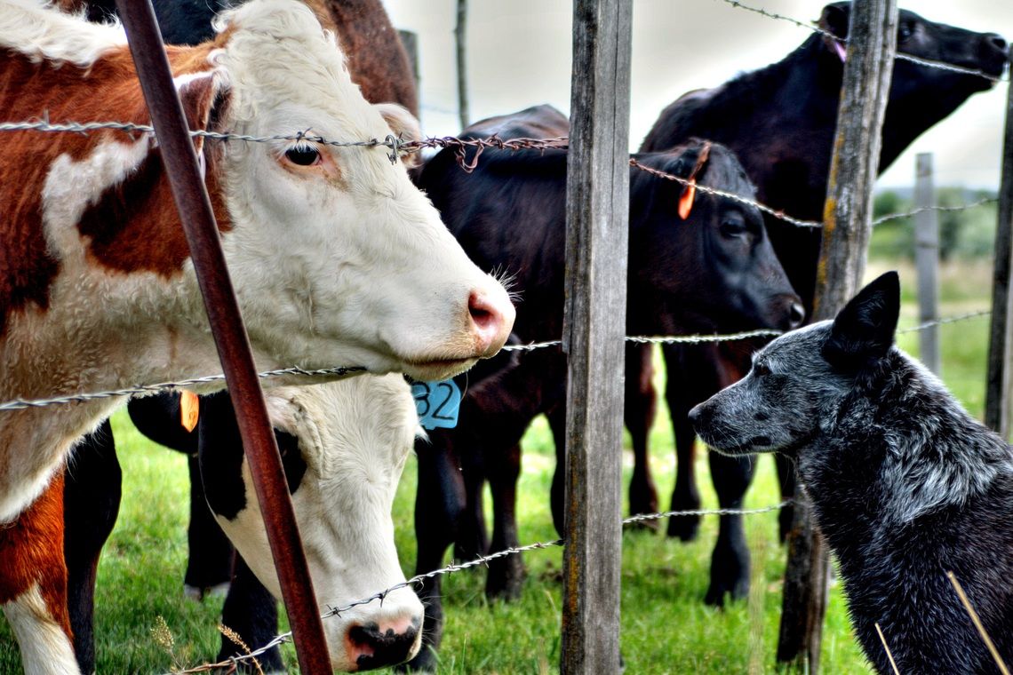 Cattle versus Pets